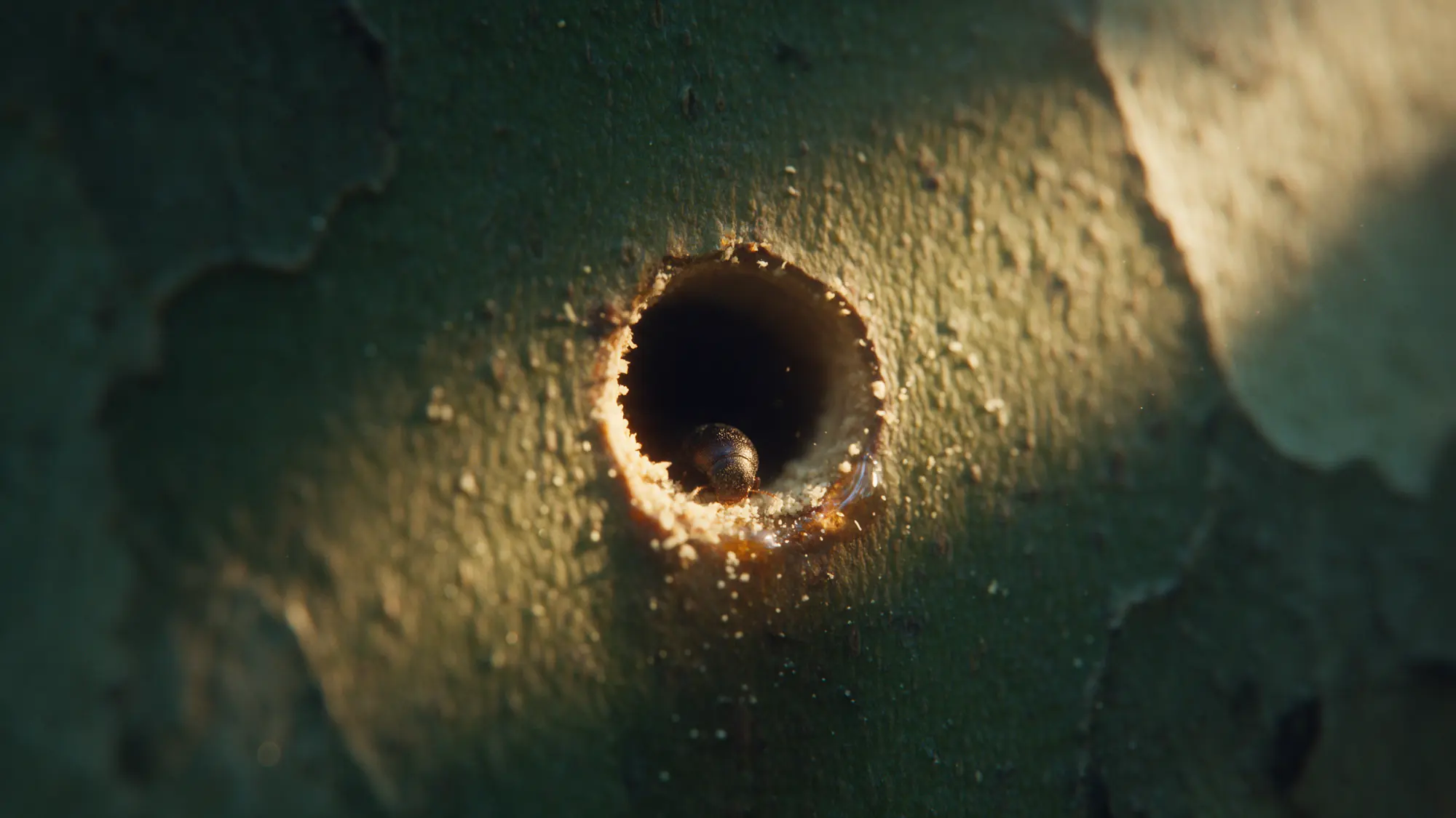 Close-up of a shot hole borer beetle at the entrance of its bore hole