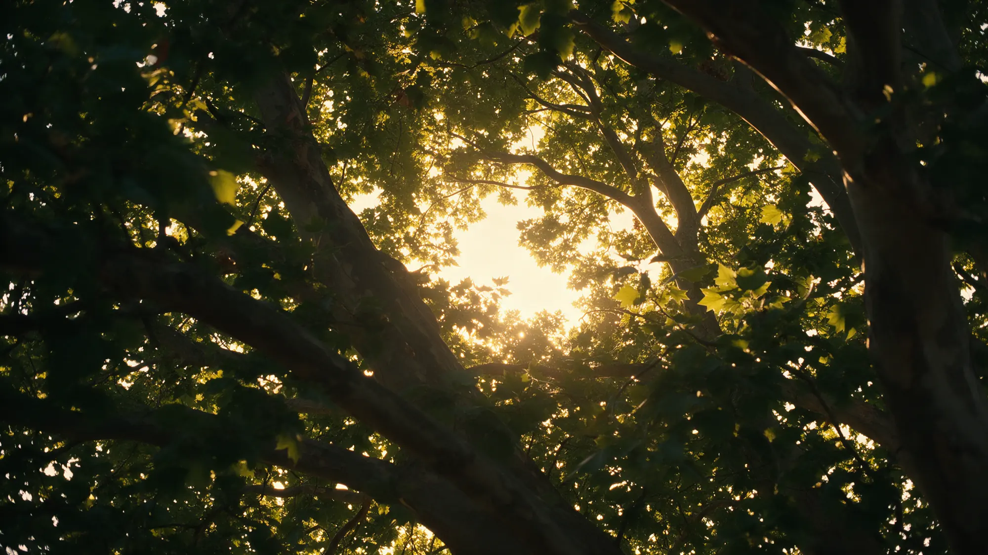 Sunlight through the healthy canopy of a mature plane tree
