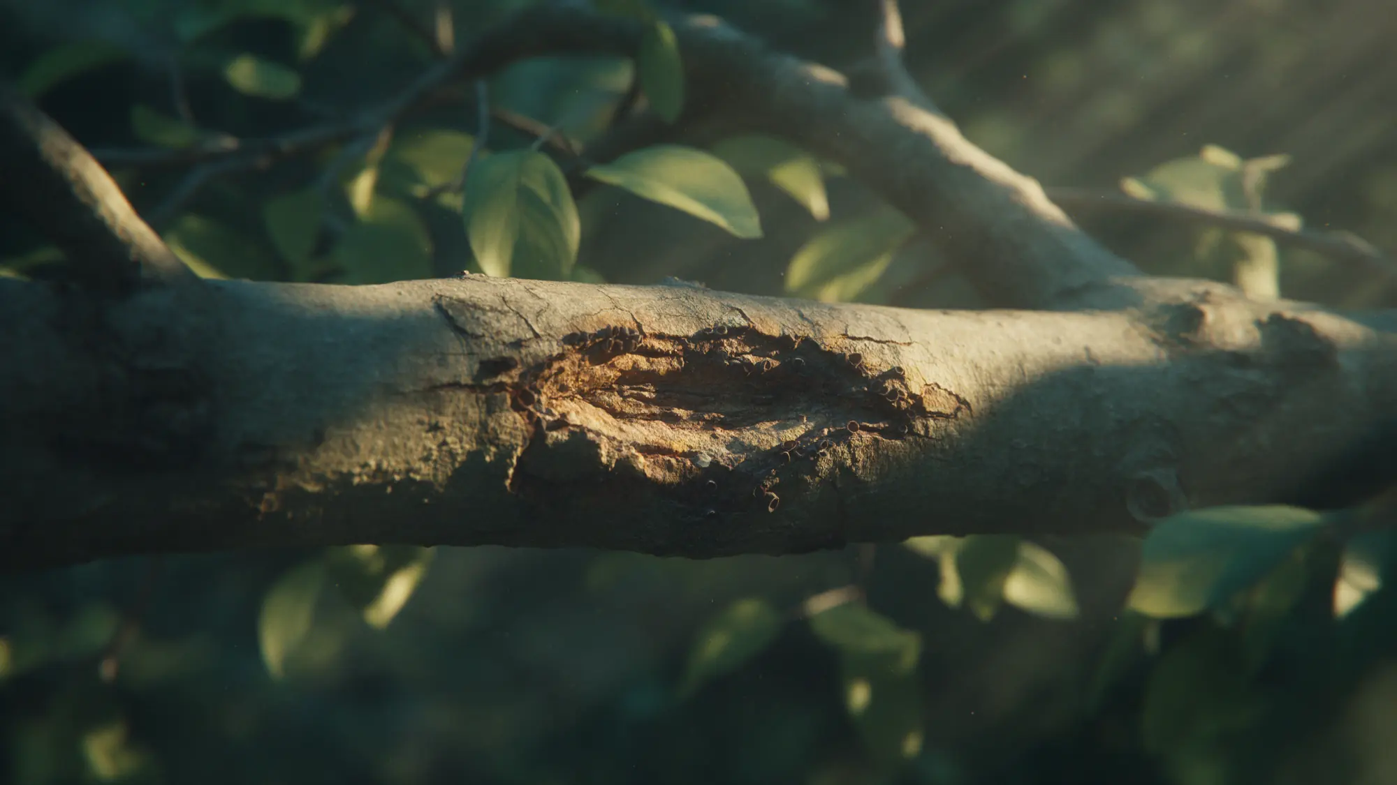 A tree branch with a sunken bark canker and fungal growth